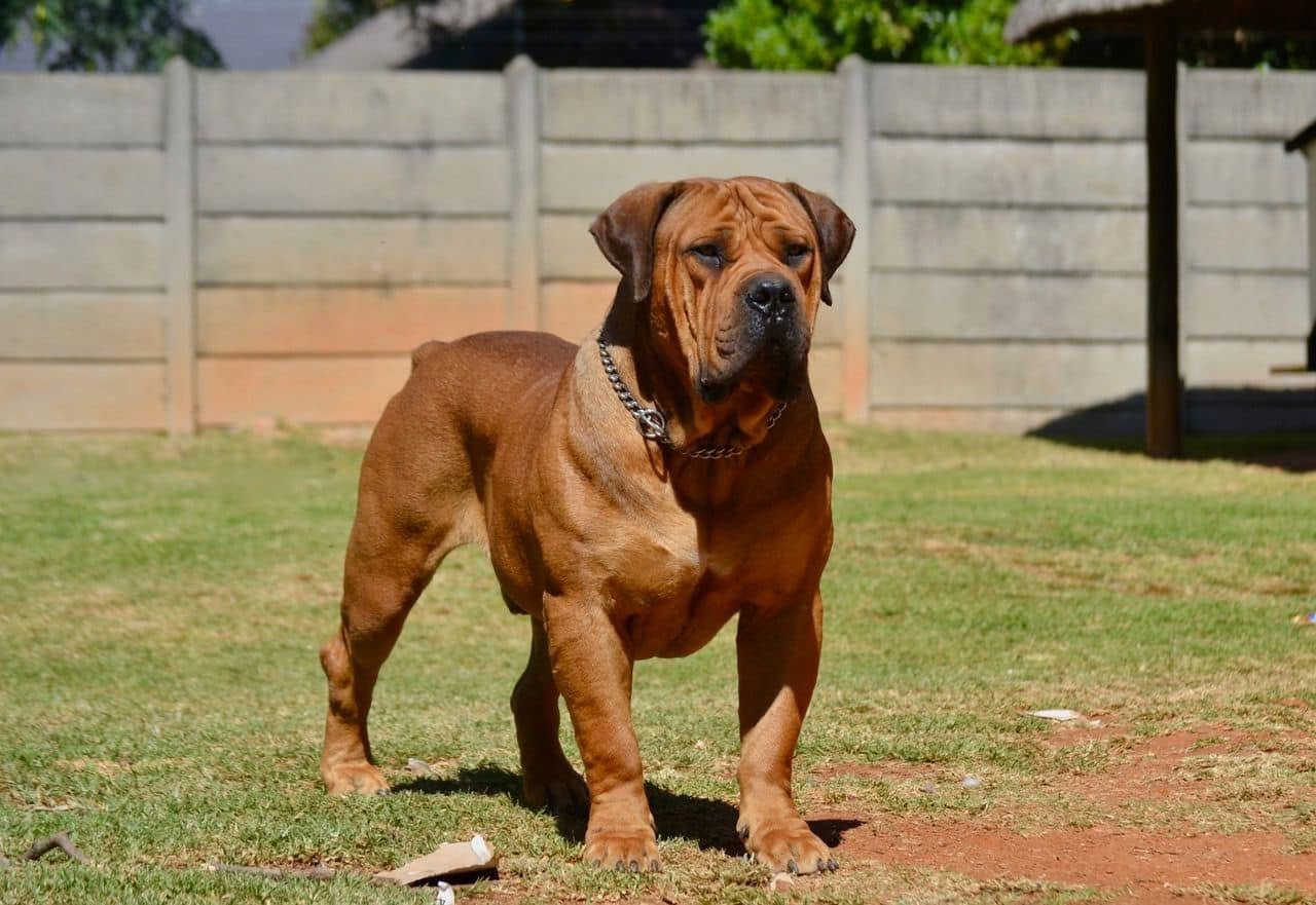 Gomora Mkhonto Side Profile
